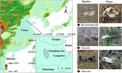 Comparative Analysis of the Gut Microbiota of Three Sympatric Terrestrial Wild Bird Species Overwintering in Farmland Habitats